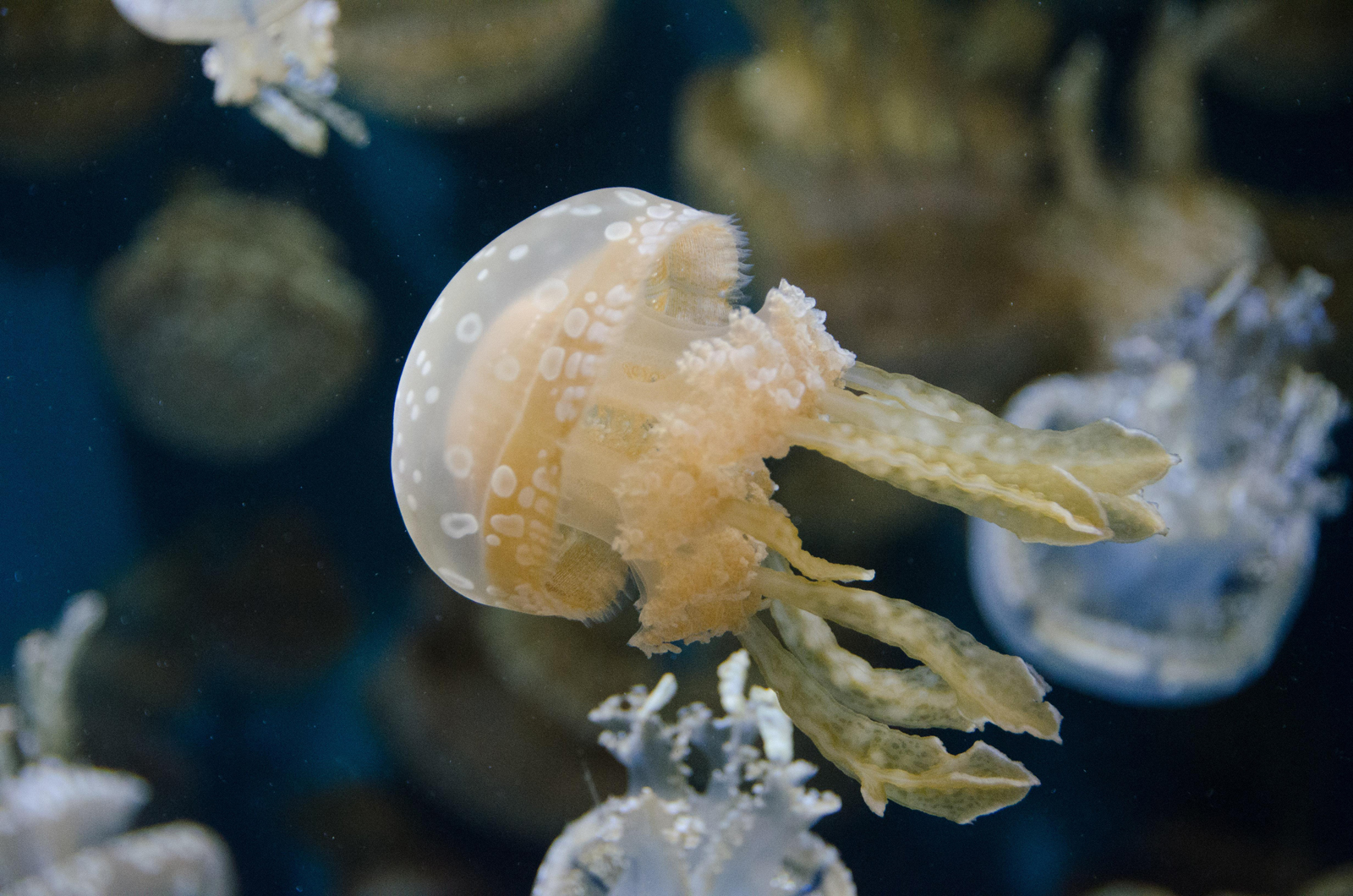 jellyfish